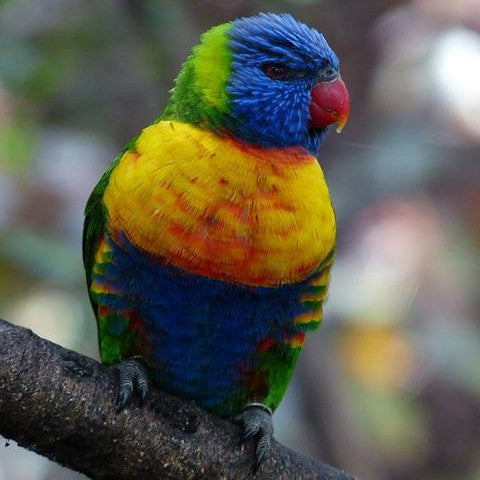 Colour Inspiration From Australian Birds - Uniquely Creative